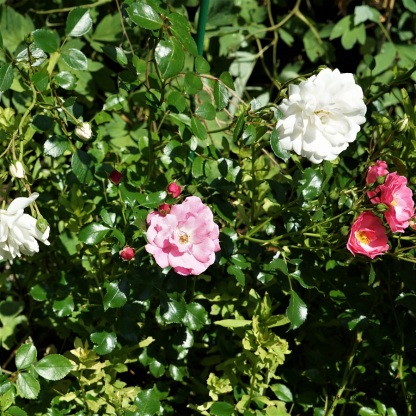 DSC04319 Rose Snowfield rosa und weiß (2)