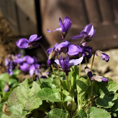 Duft-Veilchen (Viola odorata)
