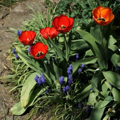 Tulpen Darwin-Hybriden und blaue Trauben-Hyazinthen