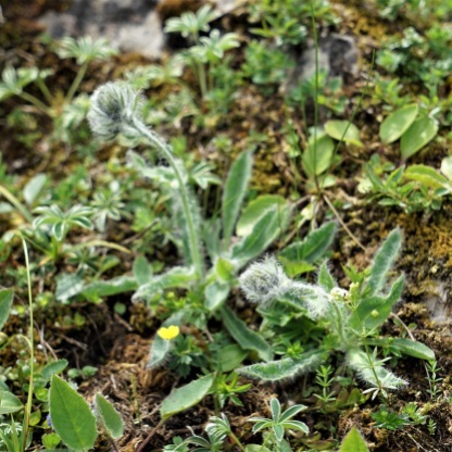Zottiges Habichtskraut (Hieracium villosum)